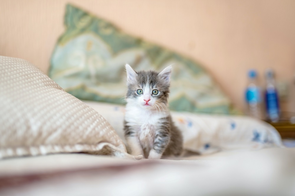 cat